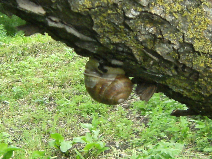 casa, simpozion, ocea 093 - fauna