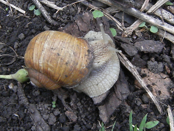 casa, simpozion, ocea 095 - fauna