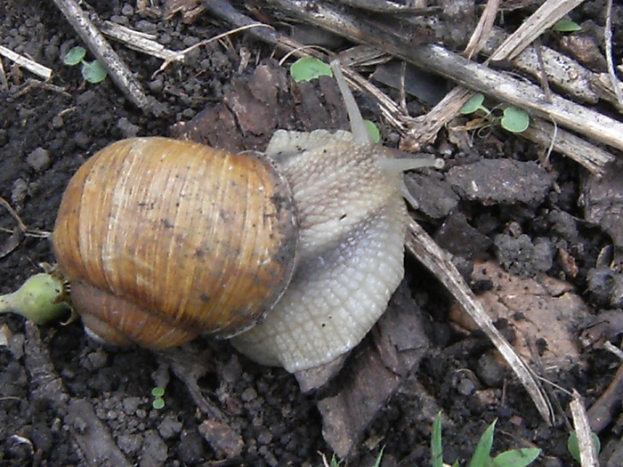 casa, simpozion, ocea 096 - fauna