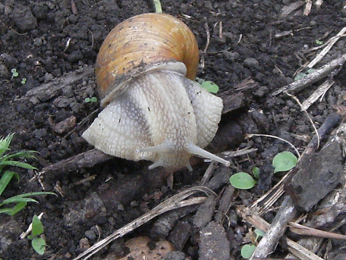 casa, simpozion, ocea 097 - fauna