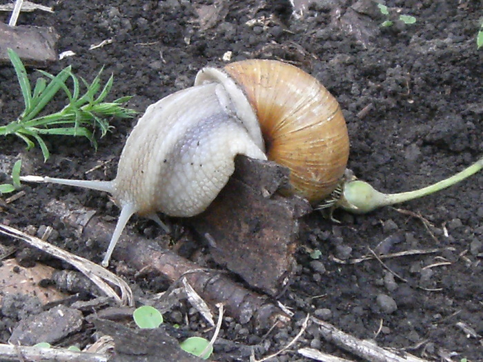 casa, simpozion, ocea 099 - fauna