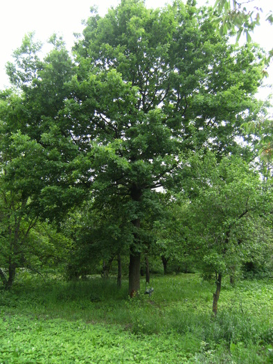 casa, simpozion, ocea 085