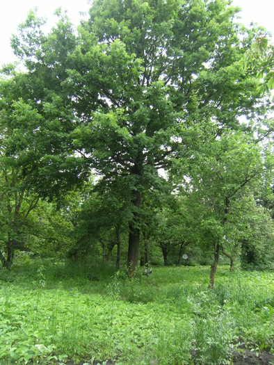 casa, simpozion, ocea 086