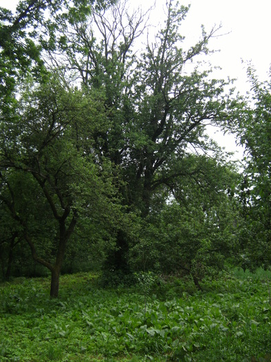 casa, simpozion, ocea 108