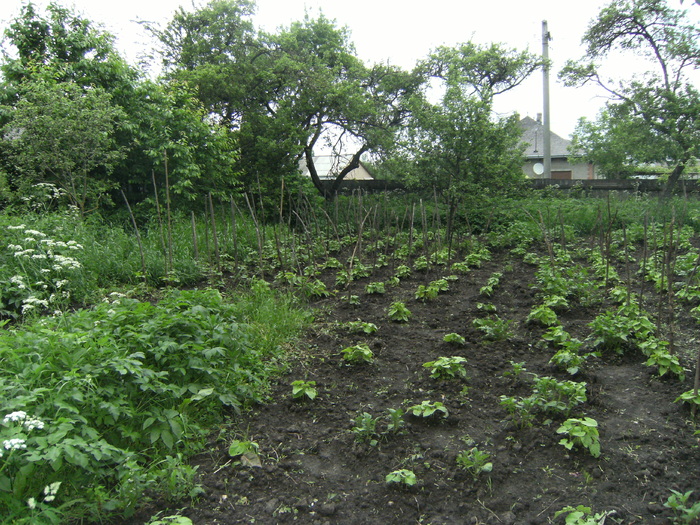 casa, simpozion, ocea 116 - la ocea