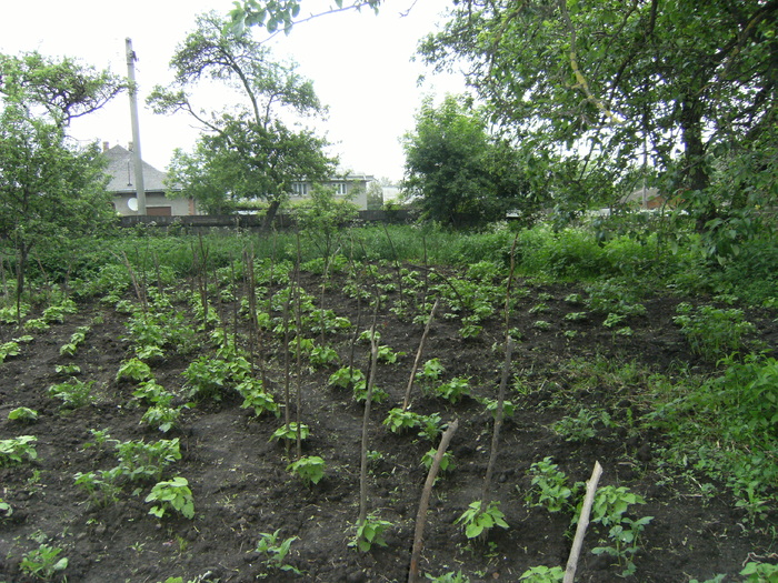 casa, simpozion, ocea 117