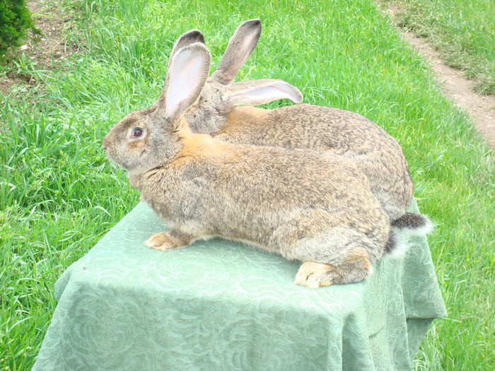 DSC00928 - iepuri tineret femele URIAS GRI GERMAN