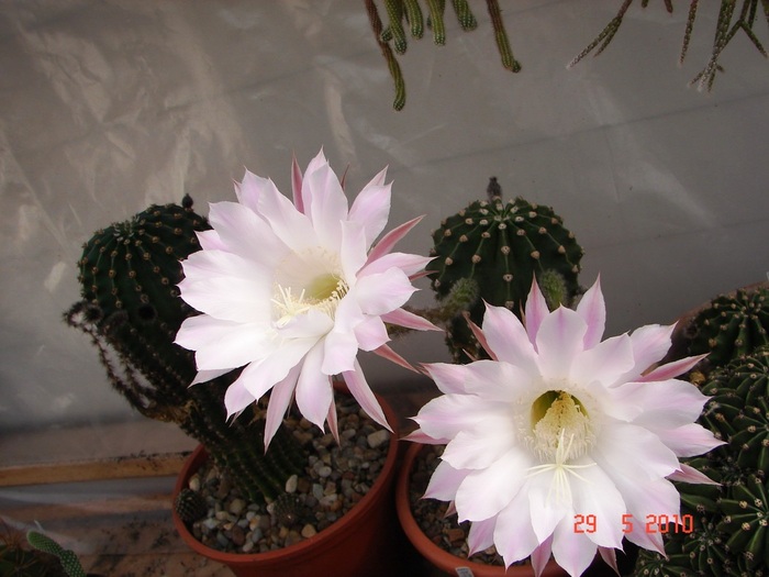 DSC08487 - Cactusi Mai