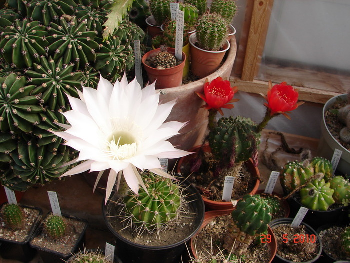 DSC08488 - Cactusi Mai