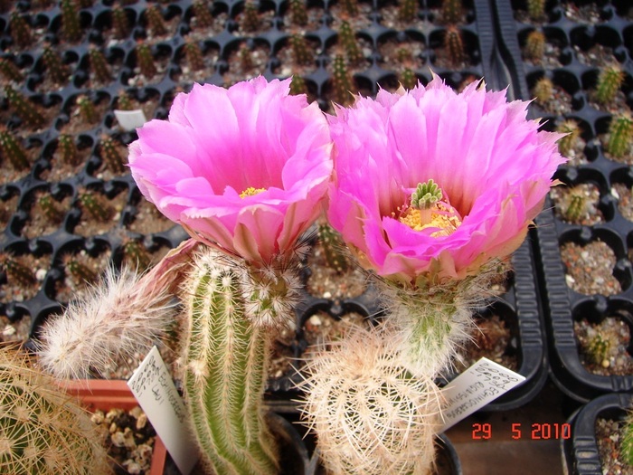 DSC08489 - Cactusi Mai