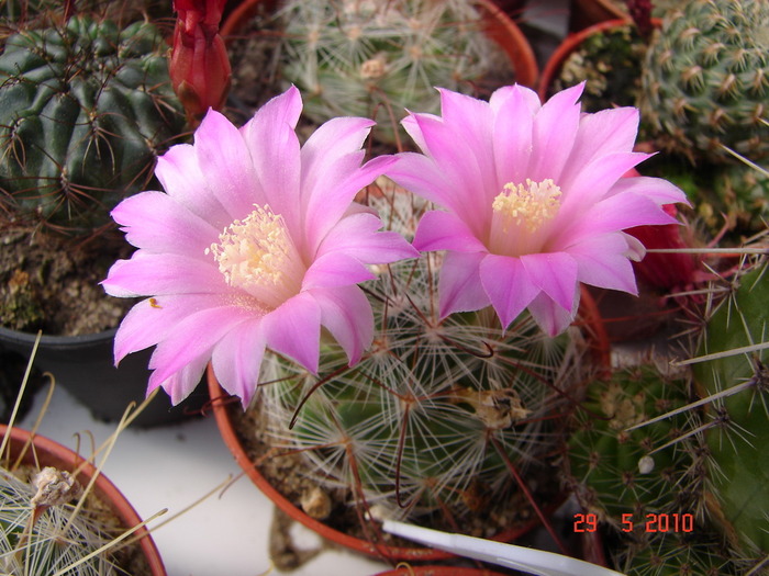 DSC08490 - Cactusi Mai