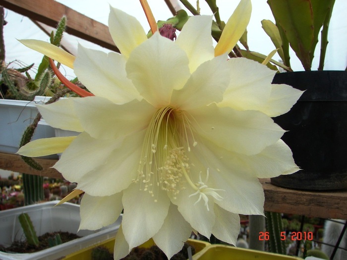 DSC08480 - Cactusi Mai
