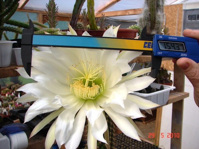 DSC08494 - Cactusi Mai