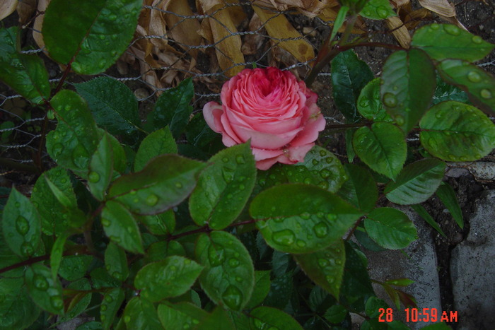 poze noi 079 - trandafiri mini rosa