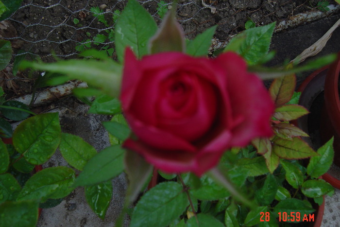 poze noi 080 - trandafiri mini rosa