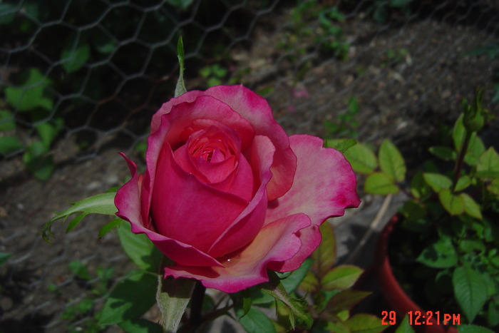 poze noi 120 - trandafiri mini rosa
