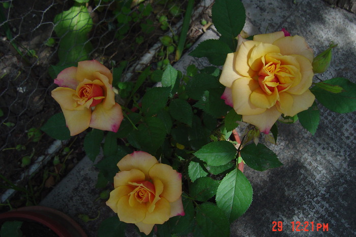 poze noi 121 - trandafiri mini rosa