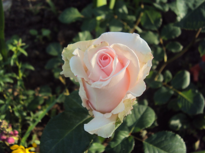 DSC02238 - gradina 2010
