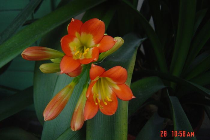 poze noi 077 - 2012 CLIVIA 2010-2011