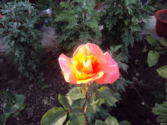 DSC02241