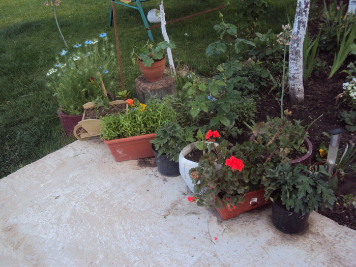 DSC02246 - gradina 2010