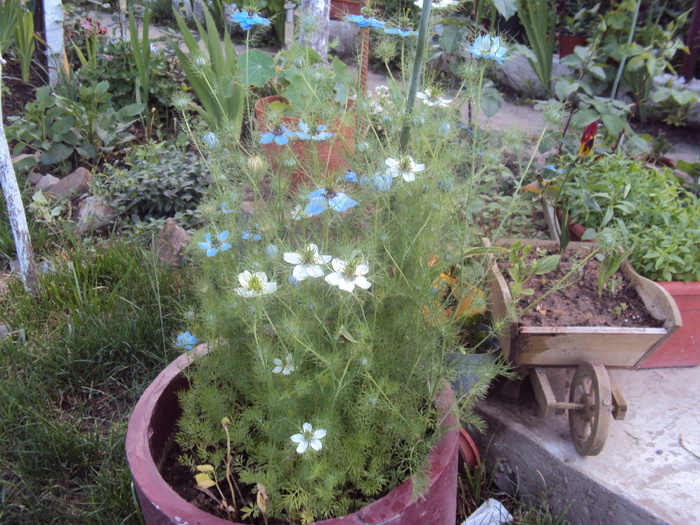 DSC02247 - gradina 2010