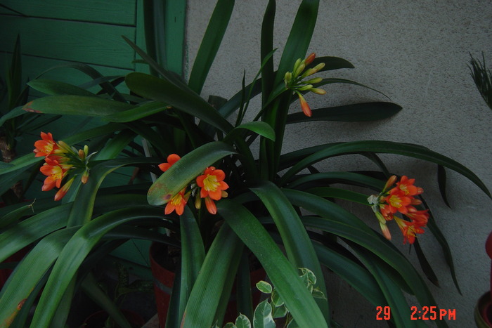 poze noi 123 - 2012 CLIVIA 2010-2011