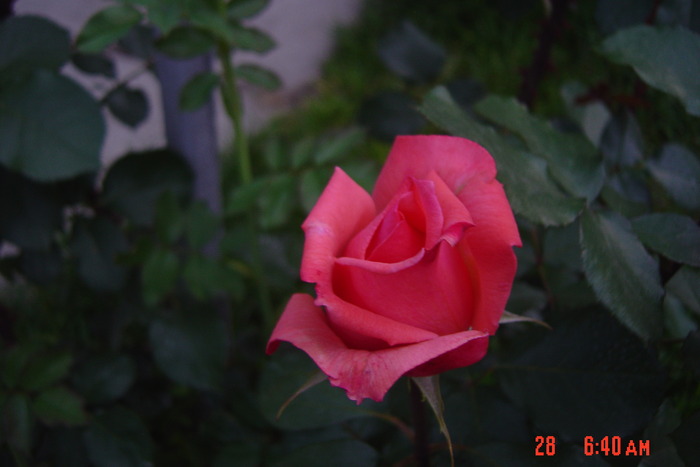 poze noi 067 - trandafiri 2010