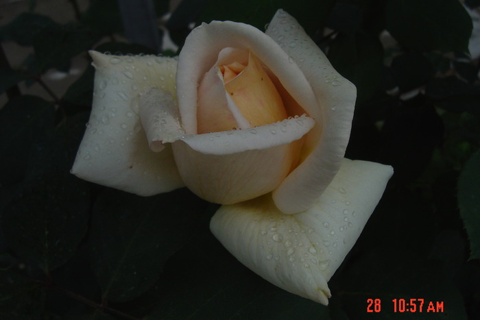 trandafir alb - trandafiri 2010