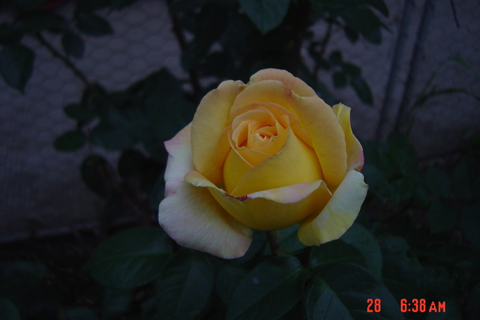 trandafir galben - trandafiri 2010