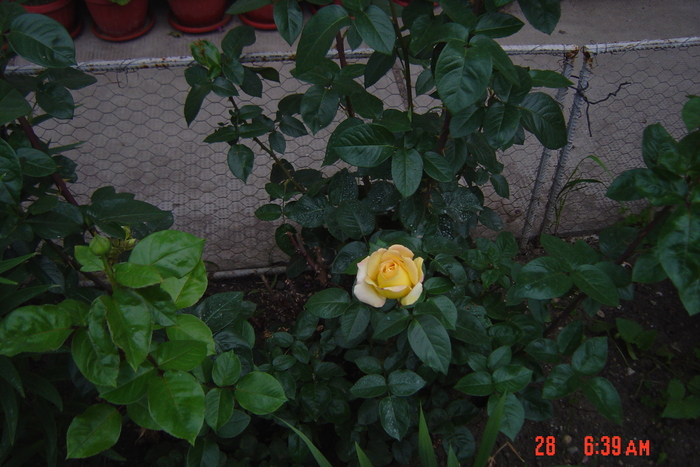 poze noi 061 - trandafiri 2010