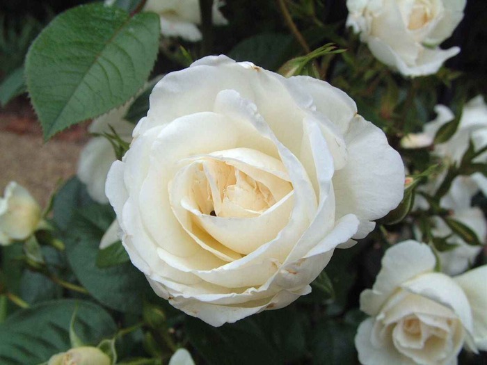 white_rose - trandafiri
