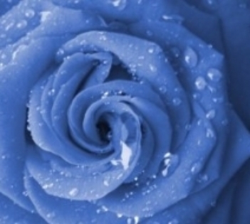1179_004_blue rose