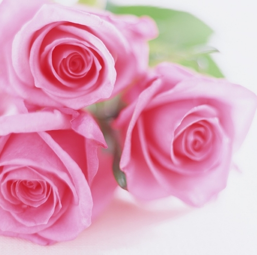 flowers-_1_ - trandafiri