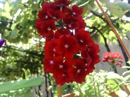 SP_A0880