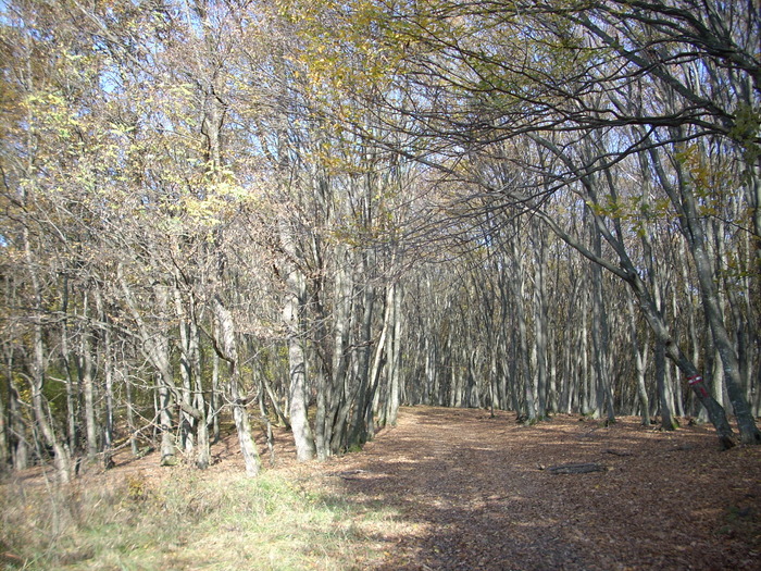 DSCN0903 - Vanatoare 2009-2010