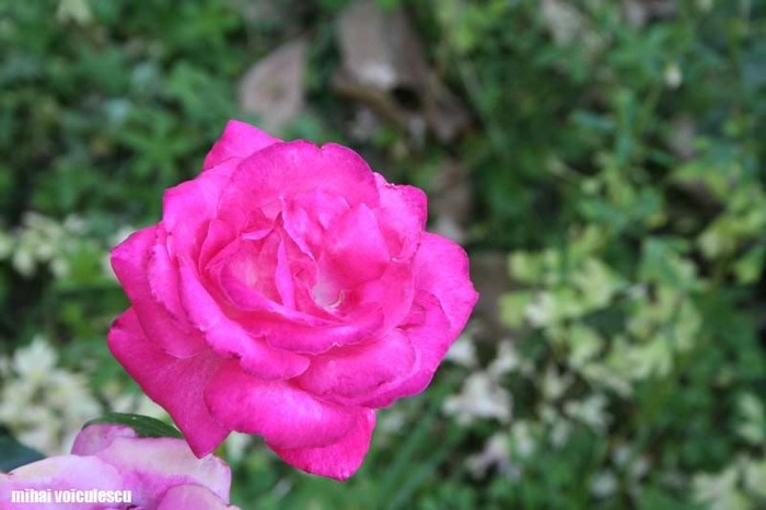 Trandafir roz - Florii
