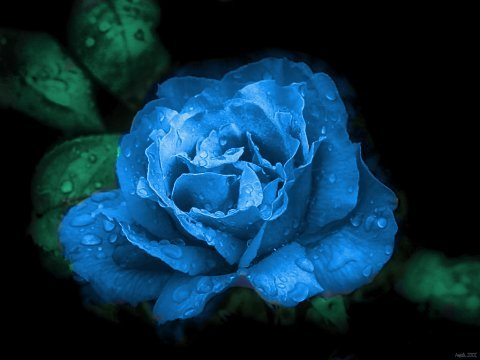 Trandafir albastru