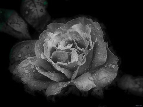 Trandafir albnegru - Florii