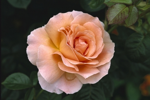 Trandafir rosu - Florii