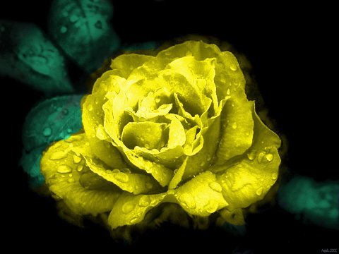 Trandafir galben - Florii