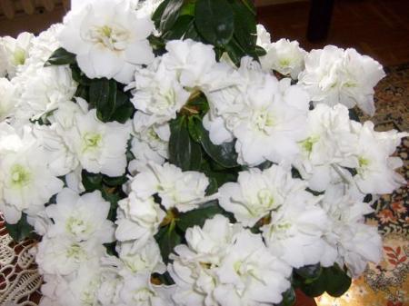 Florii albe - Florii