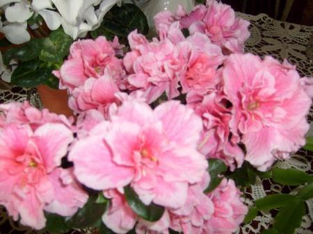 Florii roz - Florii