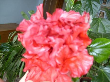 Floare rosie - Florii