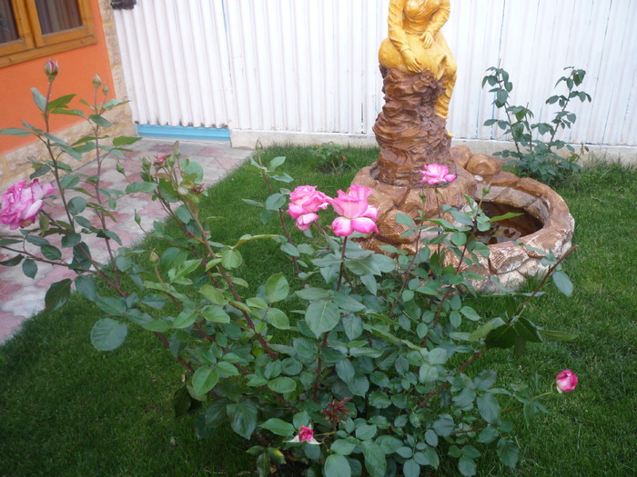 P1030653 - trandafirii in 2010