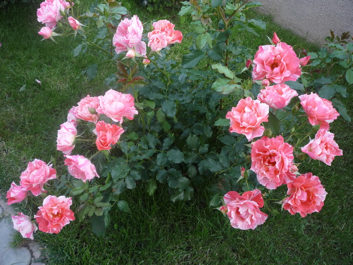 P1030658 - trandafirii in 2010