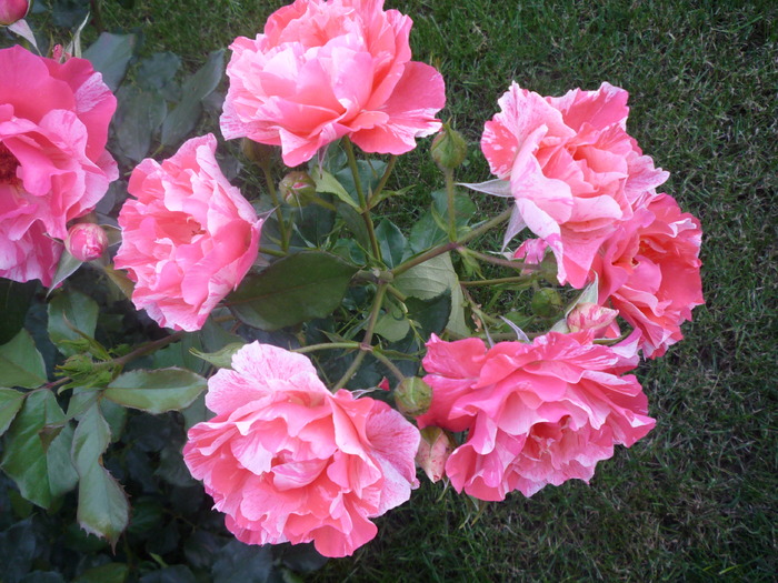 P1030659 - trandafirii in 2010