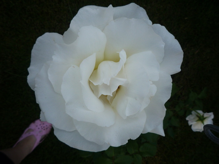 P1030632 - trandafirii in 2010