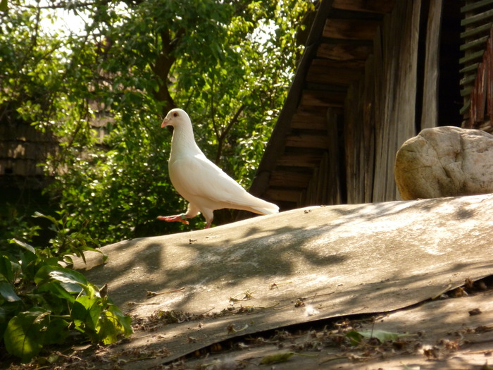 P1000663 - Poze 29-05-2010