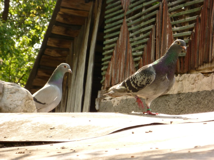 P1000666 - Poze 29-05-2010